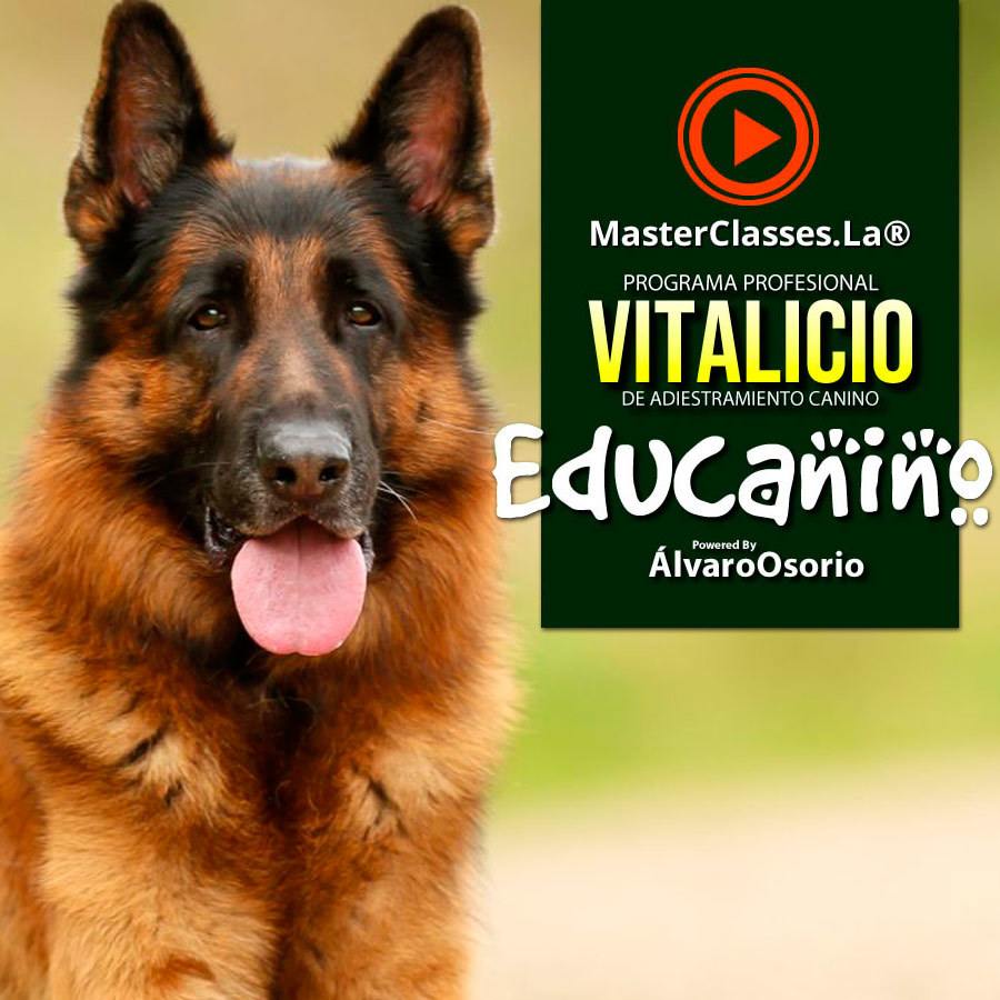 Educanino