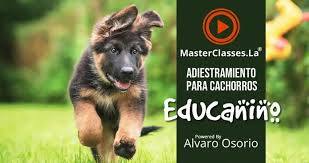 educanino seminarios online